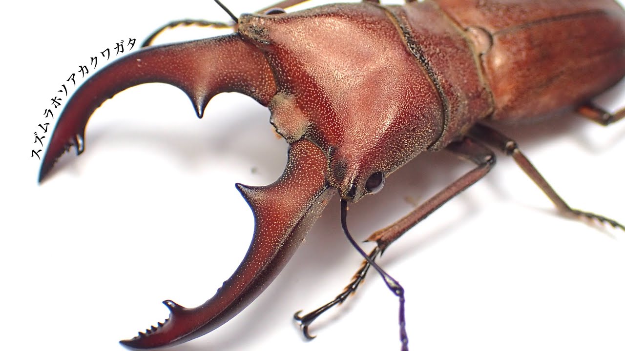 スズムラホソアカクワガタの紹介と産卵セット割り出し結果【クワガタ飼育】