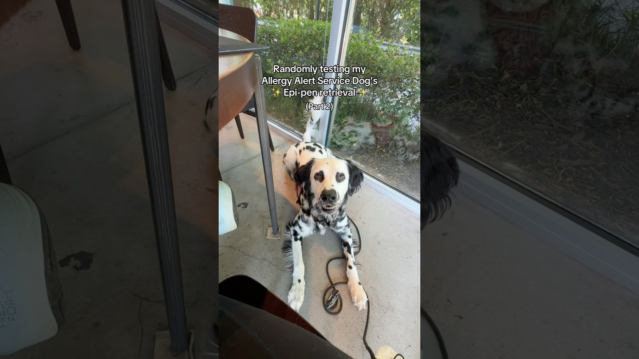 Randomly testing my Service Dog’s Epi-Pen retrieval - Pt 2!