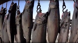 Monster Salmon Fishing on the Open Water of Lake Michigan with Best Bite Guide
