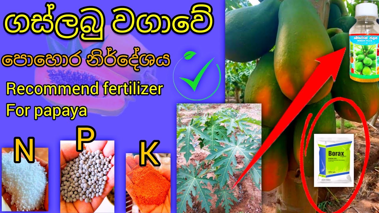 ගස්ලබු වගාවේ පොහොර නිර්දේශය මුල සිට.Recommend fertilizer For #papaya #farming