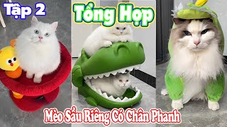 Tổng Hợp Mèo Sầu Riêng Có Chân Phanh Tập2 Úcưng Ậtnuôi Ómèohàihước