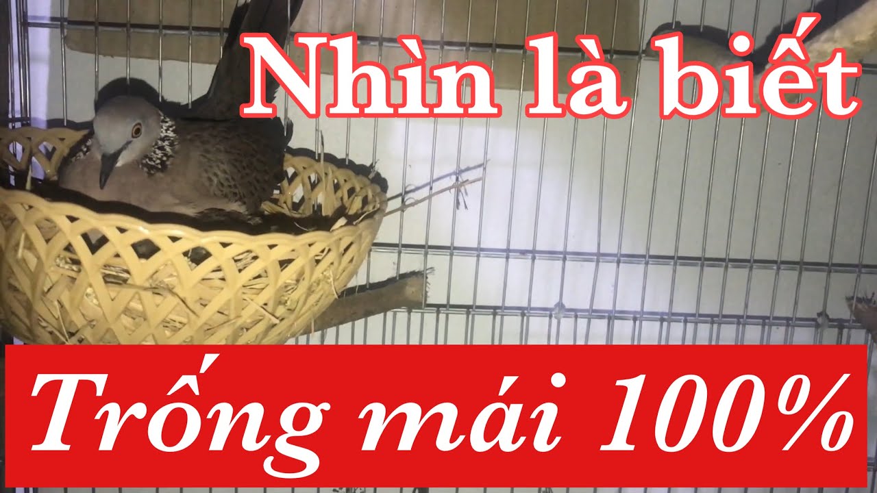 Phân biệt Chim cu trống mái chính xác 100% | Streptopelia chinensis | Terkukur