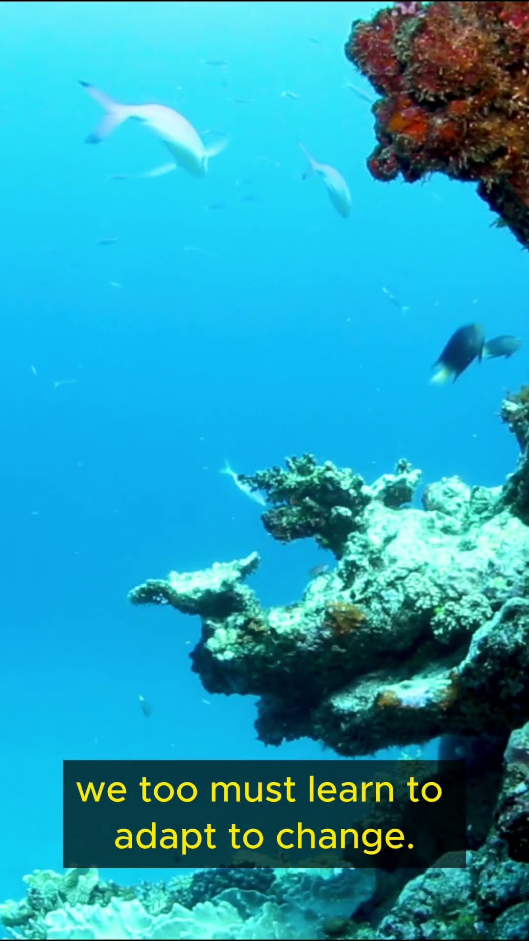 Life Lessons from Sharks   Part 1 #shorts #lifelessons #wisdom #inspiration #mindfulness #explore