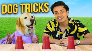 Surprising My Dog With Magic Tricks 