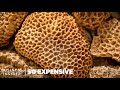 The Value and Challenges of Harvesting Natural Sea Sponges in the Mediterranean