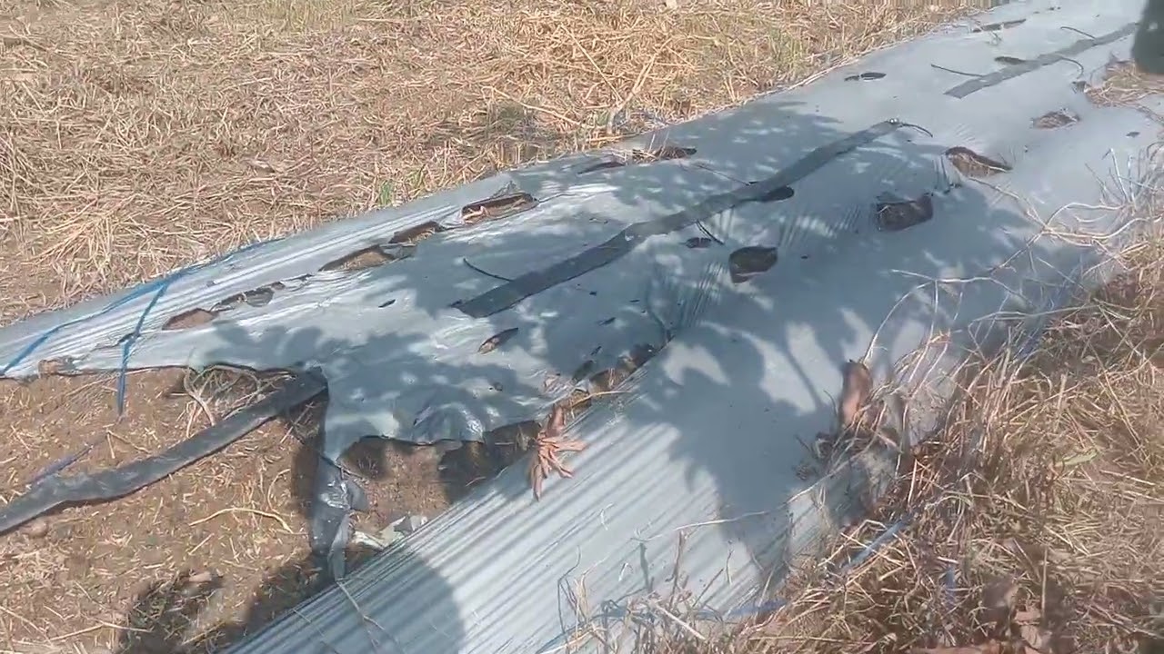 🔴 hama ulat pada tanaman alpukat 