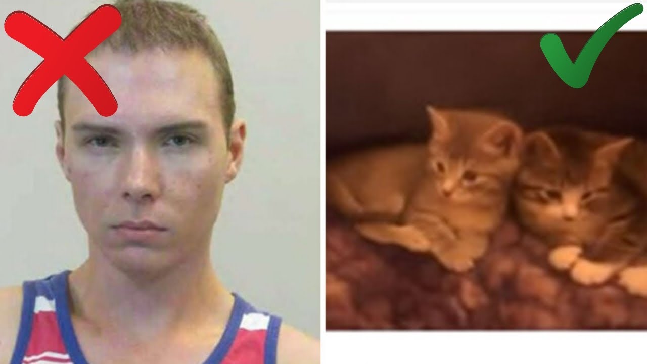 1 Boy 2 Kittens Original Video