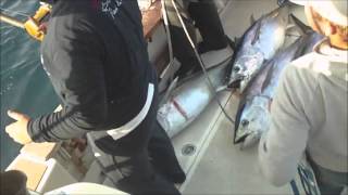 Croatia Big Game Offshore Fishing ''Artena'' -- Hunting Tuna & Amberjack