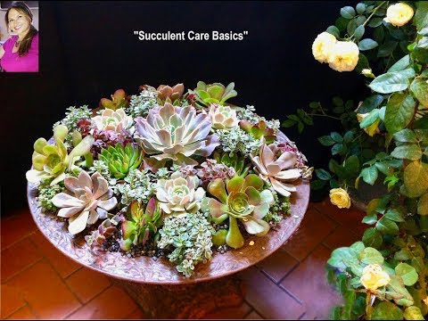 Vídeo: Pinwheel Succulent Info - Obteniu informació sobre la cura de les plantes de Pinwheel