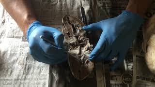 Sheep Heart Dissection