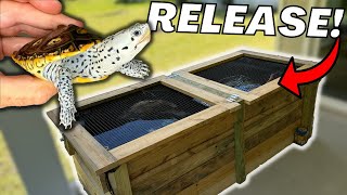 TURTLE RELEASE Into My PATIO POND!