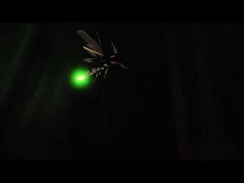 3 Versions of Owl City - Fireflies (8D, slowed + reverb) .