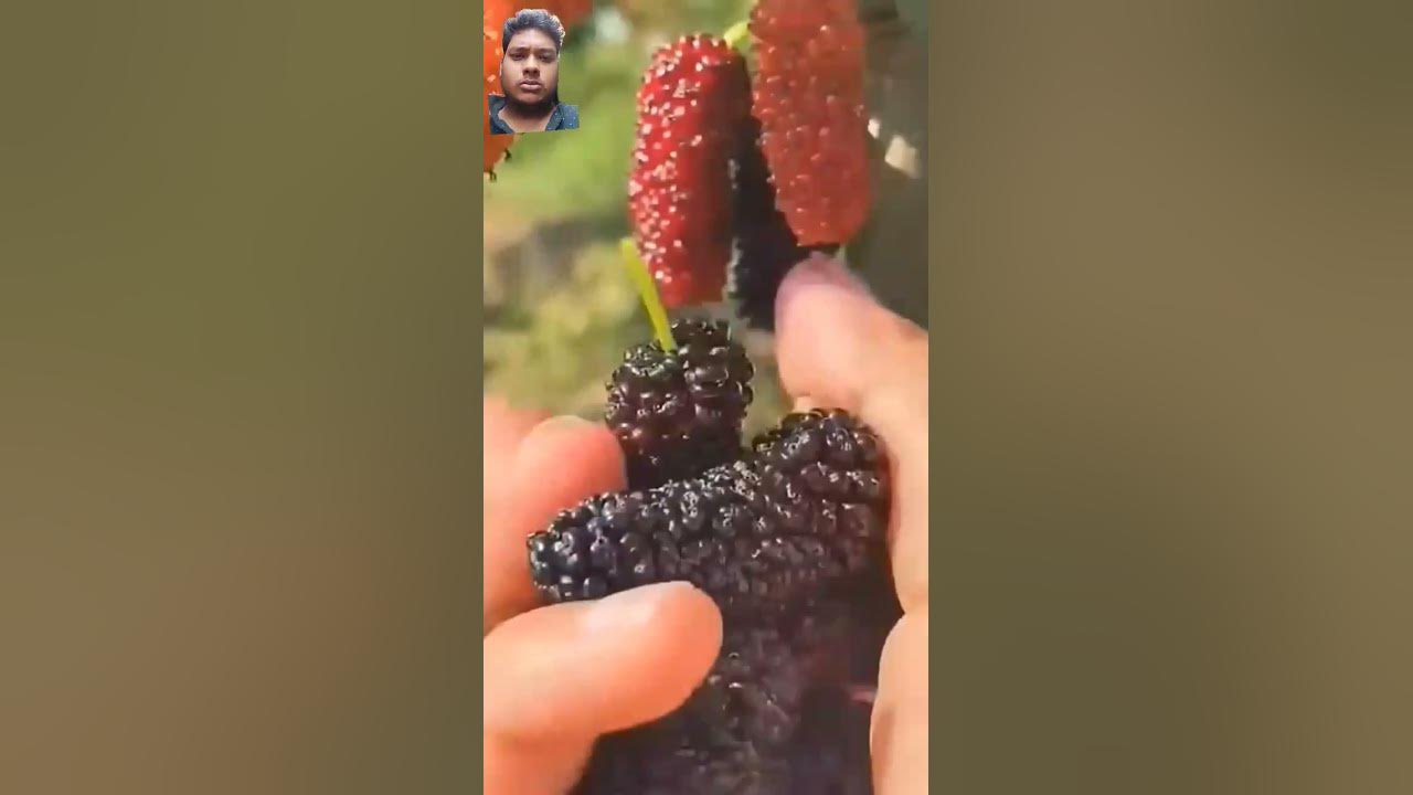 #fruit #mulberry #satisfying #food #berries #amazing #music #song #love #musica