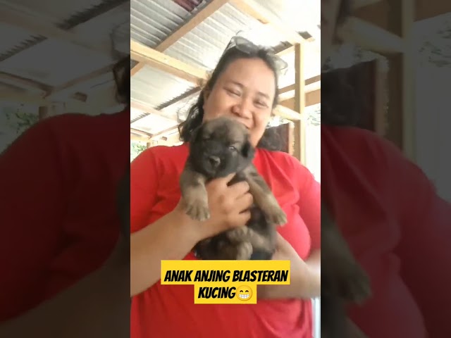 penampakan Ank anjing #anjing #anjinglucu #anjingkampung class=