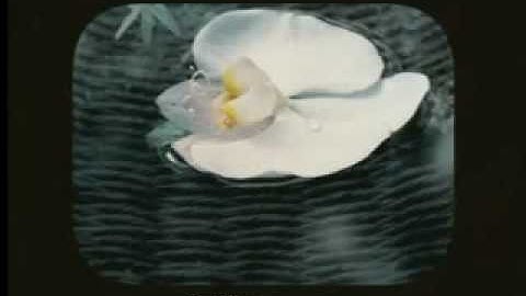 AL-Untitled Sequence.01_108.mpg