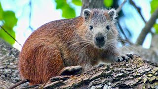 Desmarest’s Hutia (Giant Rodents of Cuba)