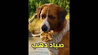 كلب مدرب لـ صيد الذهب من المياه