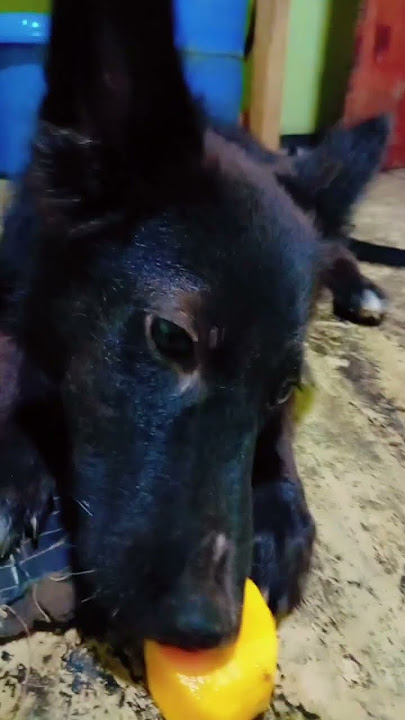 kochchara hodata piganakata dunnath wadak na 🤭🤭 #petworld #eating #tuby #doglife #viral