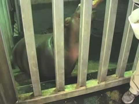 Rivière aux Hippopotames - Zoo de Granby