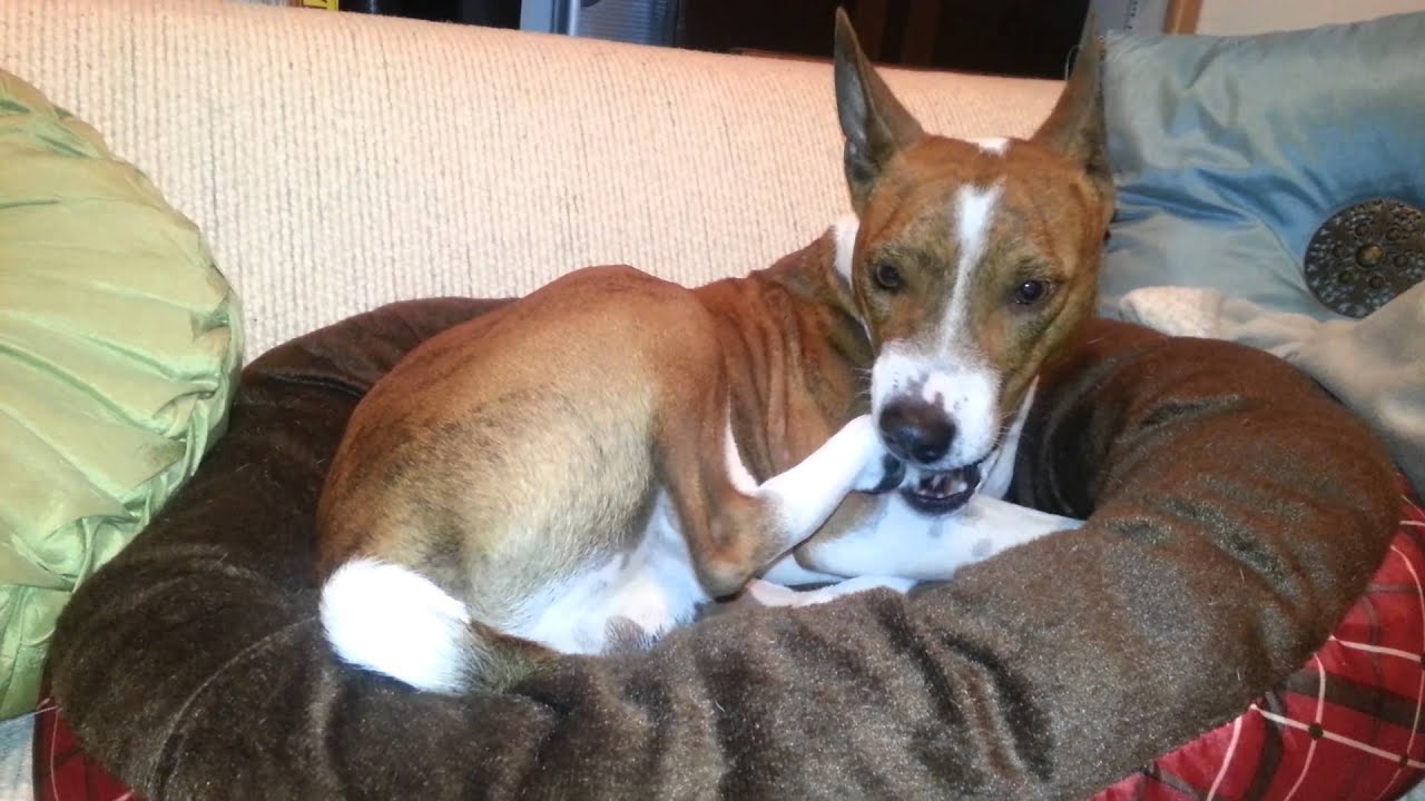 Basenji eating earwax off foot