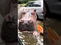 Hippopotame : le “tank” végétarien qui tue plus que les lions #animals #animauxsauvages #hippocampu