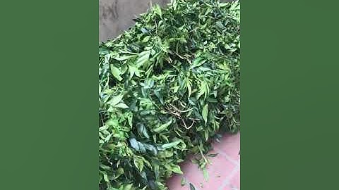 Bán lá móc mật - quả móc mật