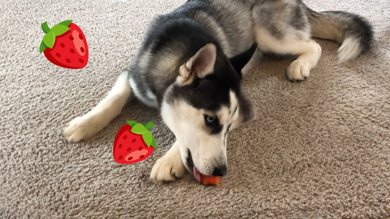 Can Huskies Have Strawberries