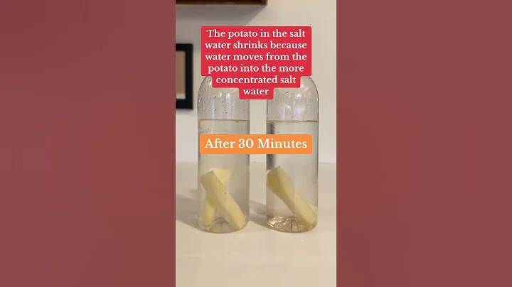 The Potato Osmosis Experiment! 🥔#Science #STEM #ScienceExperiments #Osmosis #Shorts