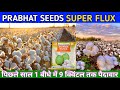 Prabhat seeds  super flux bt2    9     2024 best cotton seed