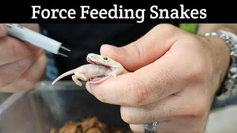 How to Assist Feed Snakes