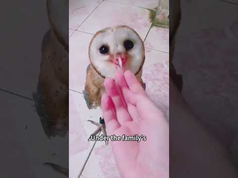 #shorts #shortsvideo #animals