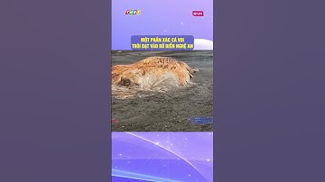 Một phần xác cá voi trôi dạt vào bờ biển Nghệ An