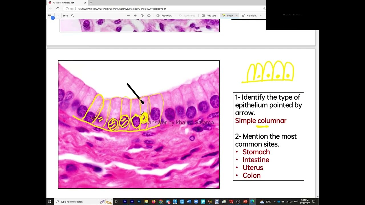 practical Histology | Epithelium