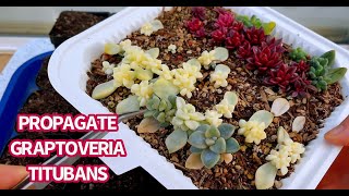 #566 PROPAGATE GRAPTOVERIA TITUBANS VARIEGATED  | NHÂN GIỐNG SEN ĐÁ | 다육식물 | 多肉植物 | Suculentas