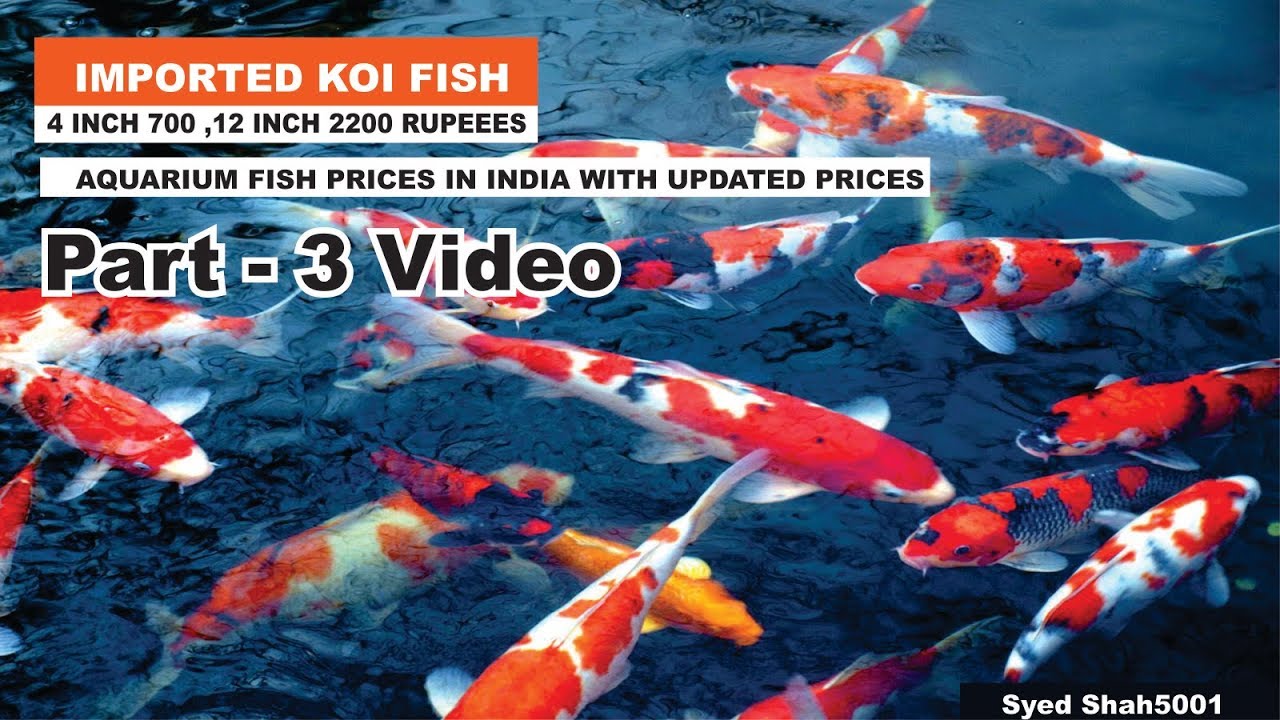 Koi Fish Price Chart