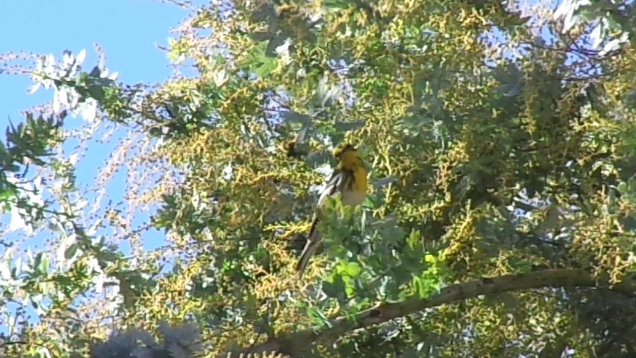 Townsend's Warbler 1 