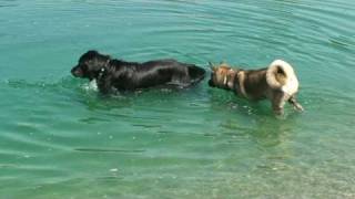 Ursa and Teddy swimming at Wags Park