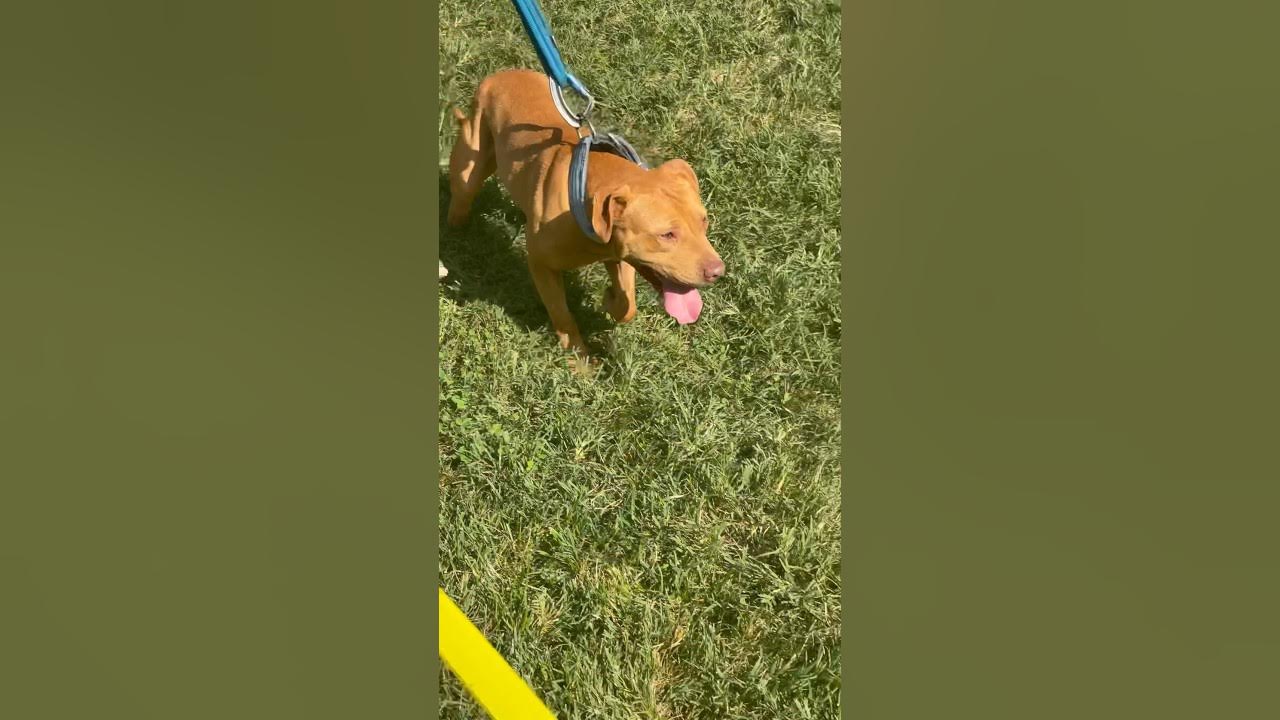 Tom Garners 10th Annual Pig Pickin Garner’s “Red John” apbt YouTube