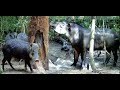 O barreiro está movimentado com muitos bichos - vocalização da juriti - Wild Amazon