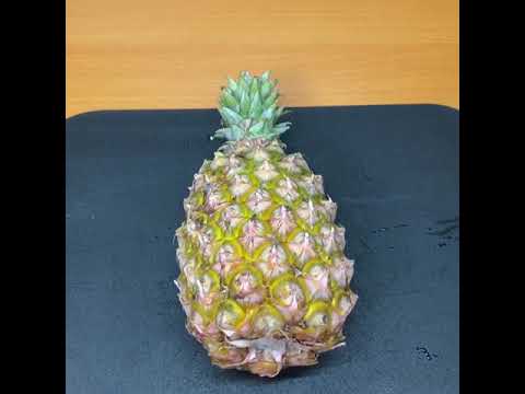 台湾パインをキメるだけの動画