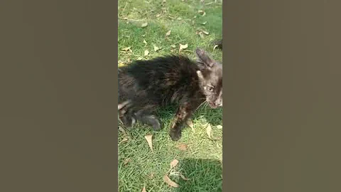 Watch the video about Persian cross kittens sales , Namakkal,9789167346 what's app delivery available