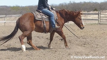 A Trendy CD - bridleless working the flag! - ValleyViewRanch.net