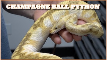 ShowCase Saturday! Champagne Ball Pythons 🍾