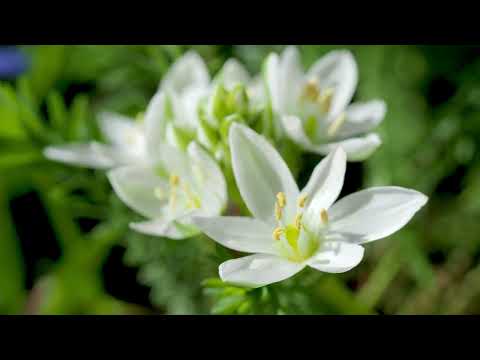 Kleiner Breitblättriger Milchstern🌼