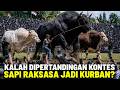 SAPI RAKSASA NGAMUK LAGI!? Deretan Sapi Termahal dan Terbesar Juara Kontes, Kalah Jadi Sapi Kurban?