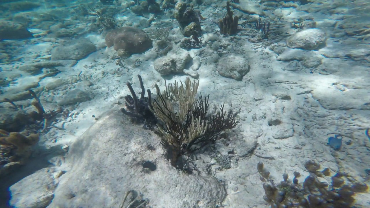 royal-caribbean-belize-snorkel-excursion-youtube