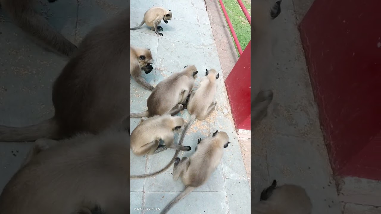 monkeys eating grains🌾🌾🌾🙈🙉🙊