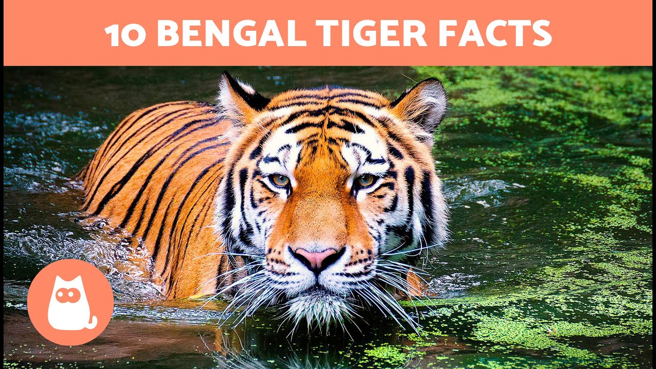 10 FACTS About TIGERS You Didn't Already Know 🐯 