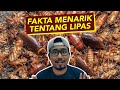 Fakta Menarik Tentang Lipas