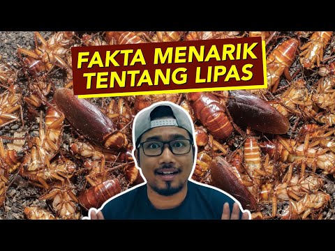 Video: Adakah semua lipas terbang?